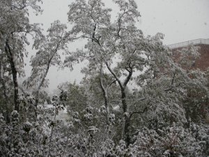 This was the Halloween snow of 2011!
