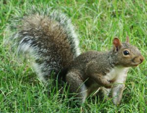 Sciurus_carolinensis[1]